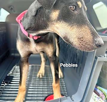 Photo of Pebbles