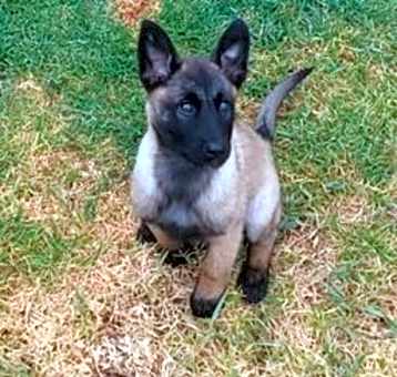 Photo of Cleopatra - Located in CA