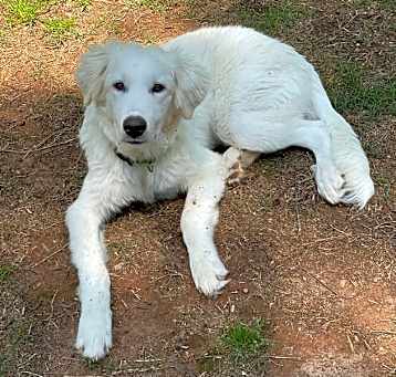 Photo of Whiskey