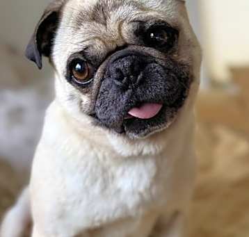 Photo of Rolly