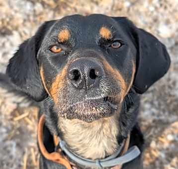 Photo of Nemo