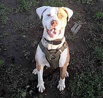 Photo of Buddy