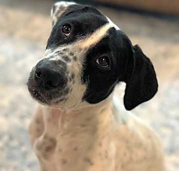 Photo of Dottie