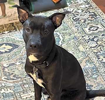 Photo of Midnight