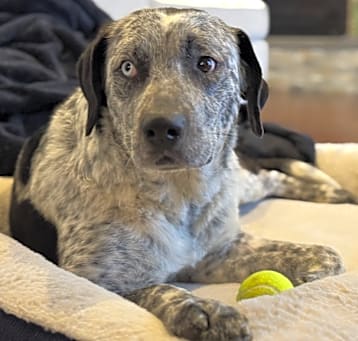Photo of Blue