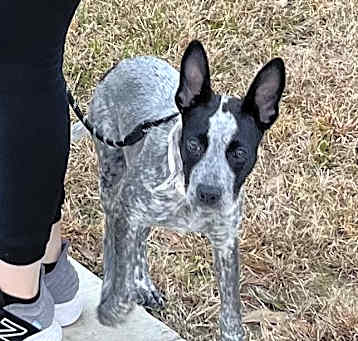 Photo of Pepper