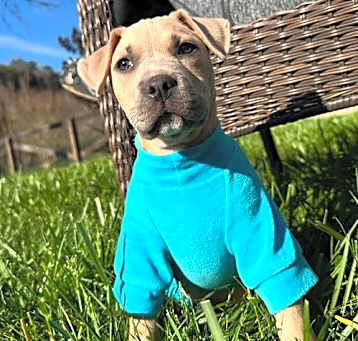 Photo of Pinto Bean (foster to adopt)