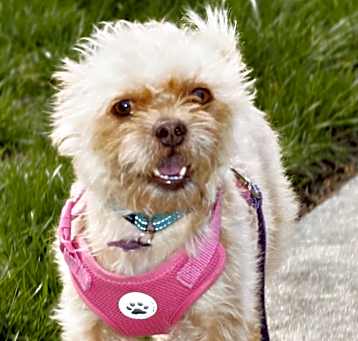 Photo of Buddy