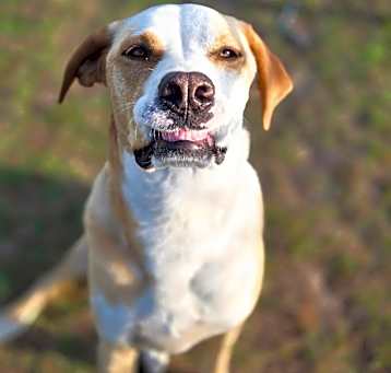 Photo of Nova