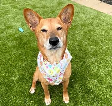 Photo of Dexter