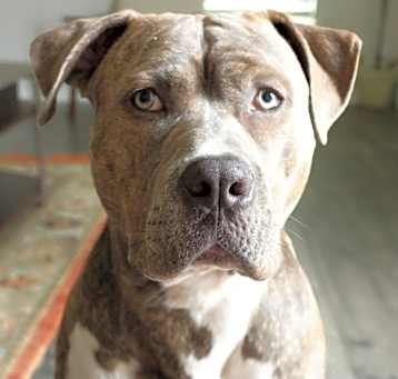 Photo of Blue