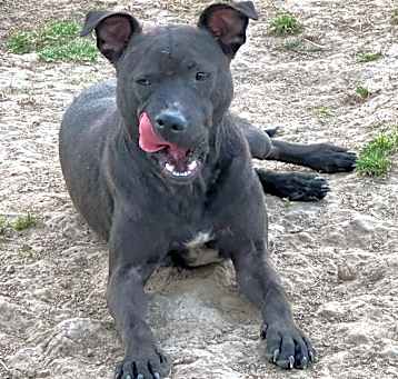 Photo of Gravy