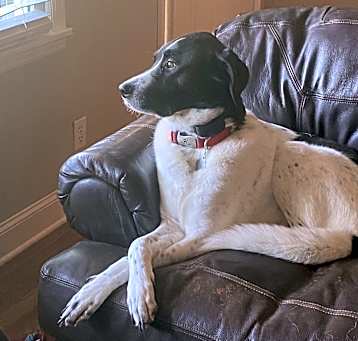 Photo of Bandit