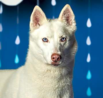 Photo of Nova