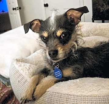 Photo of Roxy