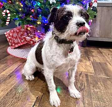 Photo of Benji
