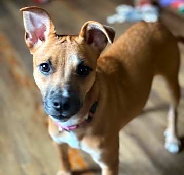 Photo of Pixie