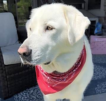 Photo of Luna