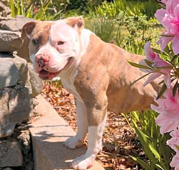 Photo of Truffle 20834