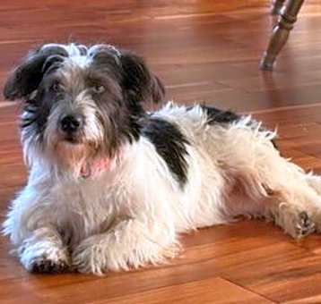 Photo of Gidget