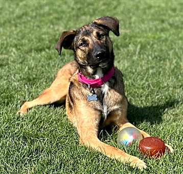 Photo of LuLu - Paws Behind Bars Trained