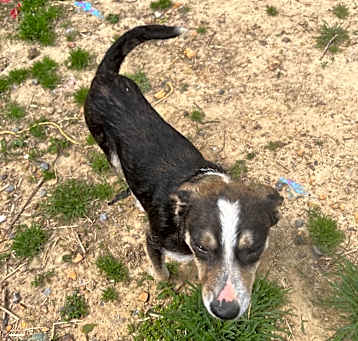 Photo of Neville