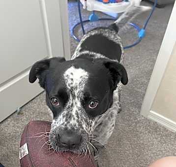 Photo of Bandit