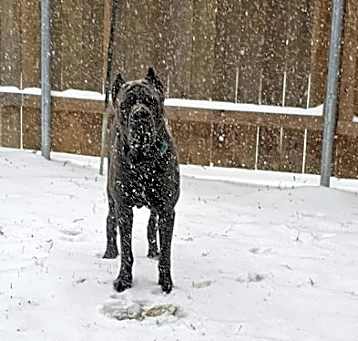 Photo of Bane