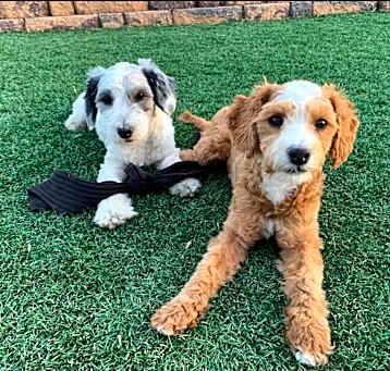 Photo of Betty & Maggie