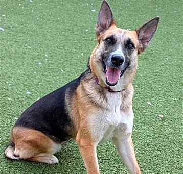 Photo of Nala