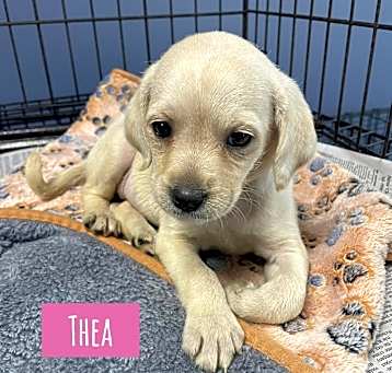Photo of Thea