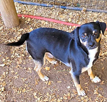 Photo of Roscoe