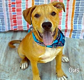Photo of Gus
