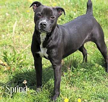 Photo of Spring