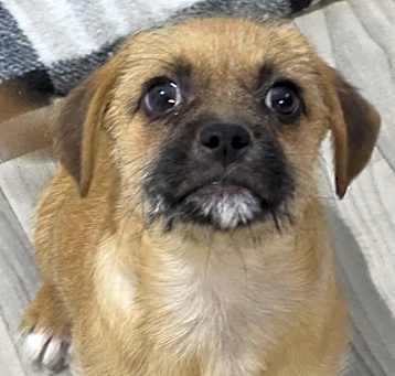 Photo of Shaggy