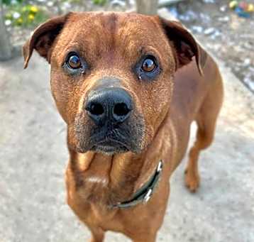 Photo of CHIEF