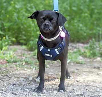 Photo of Amber