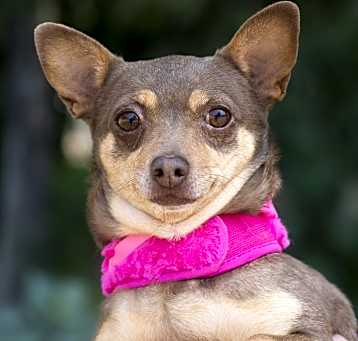Photo of Coco