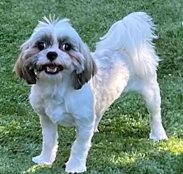 Photo of SUGAR PLUM