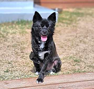 Photo of Tiana(Adoption in progress)