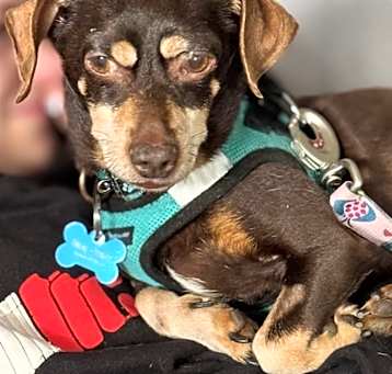 Photo of Bash