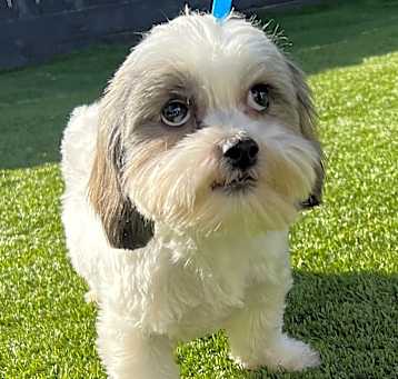 Photo of SUGAR RAY