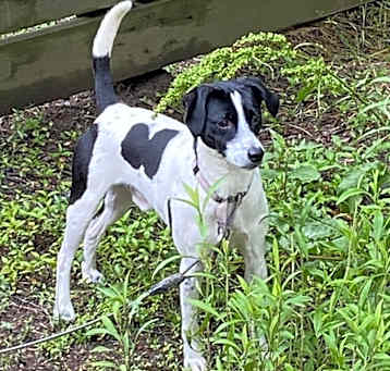 Photo of Buddy (Merrick)