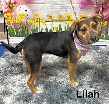 Photo of Lilah