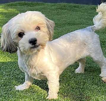 Photo of SUGAR LILLY