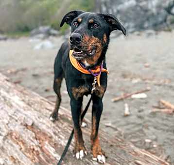 Photo of Bear