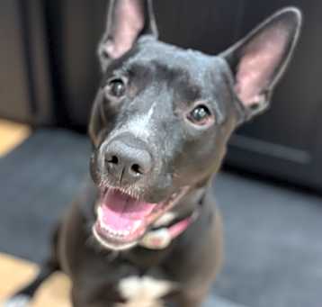 Photo of Violet