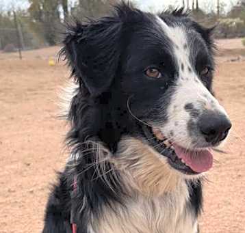 Photo of Nova