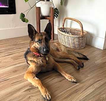 Photo of Scout P