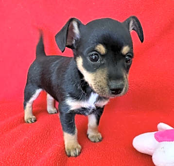 Photo of Ivy